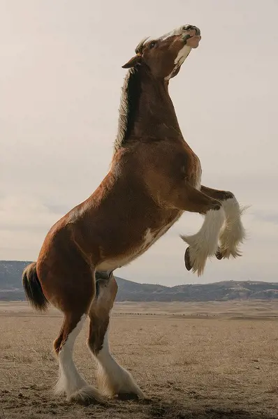 Budweiser has paid the most for SB ads